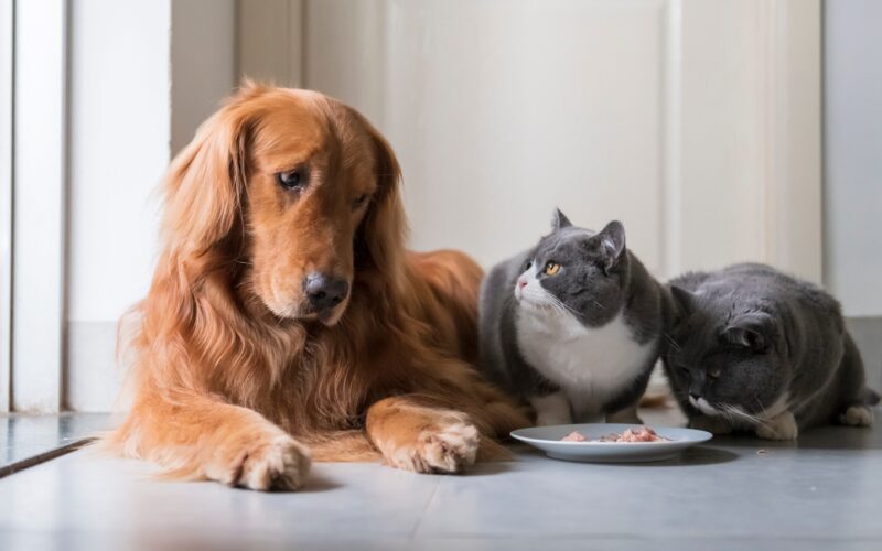 Mistakes to Avoid When Picking Pet Food