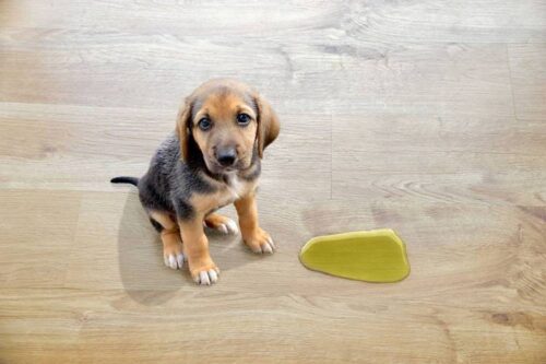 Here are Tips to Help Stop Your Puppy from Peeing in the House