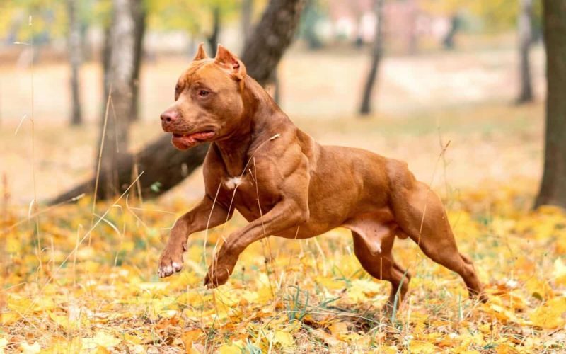 WHAT SHOULD I FEED THE PITBULL TO THE GAIN MUSCLE?