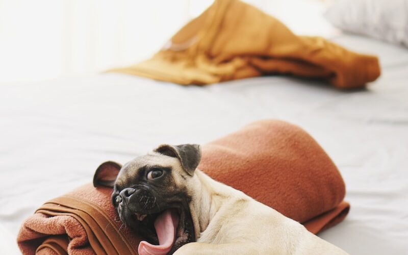 9 Physical And Psychological Well being Advantages Of Proudly owning A Pet