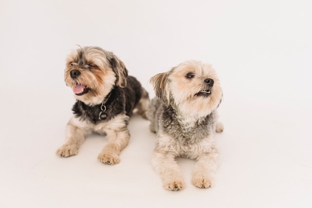 An Introduction to terrier breeds